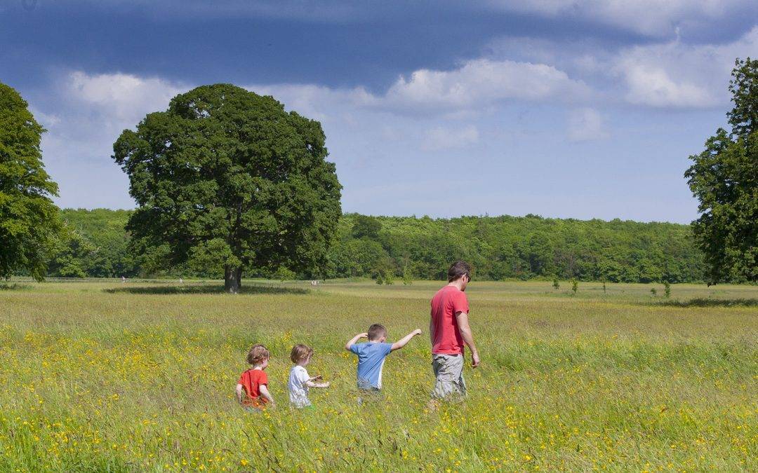 The Castletown Parklands and Wildlife